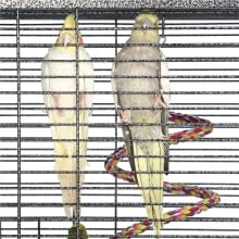 bird cage