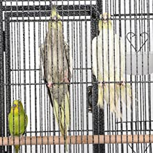 parrot cage