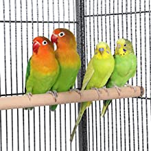 parrot cage